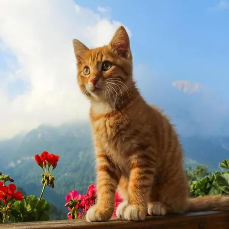 Retreat In Alps 삼나운