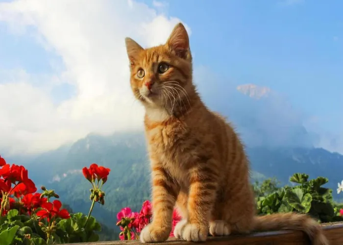 Retreat In Alps Samnaun